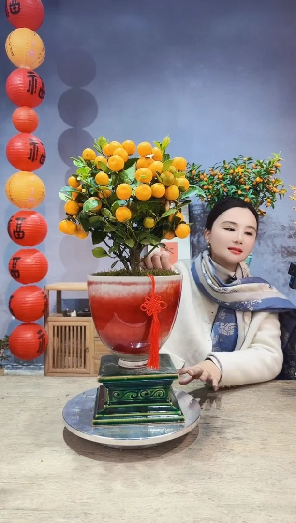 【闪购商品】盆景年桔