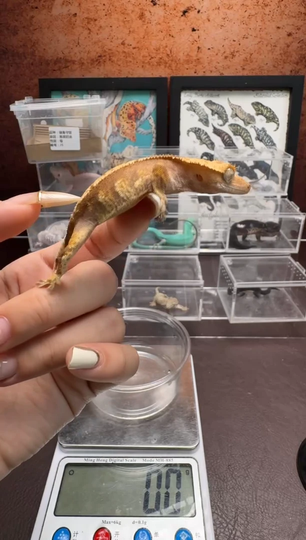 睫角守宫鳞与尾 Scale Tail 爬宠J5