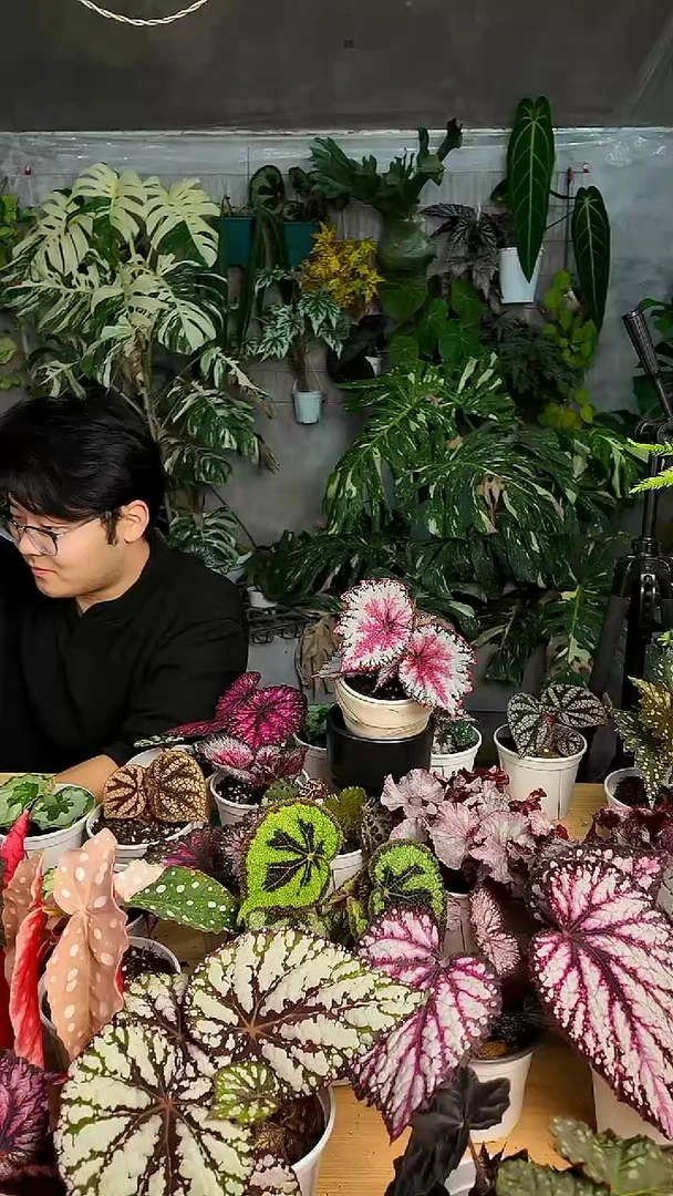 完全开放二月秋海棠