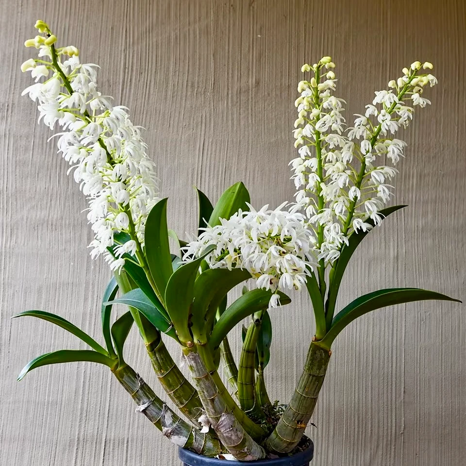 白大明石斛兰   苗  【一物一拍专】苗不带花剑 盆栽兰花新手好养活