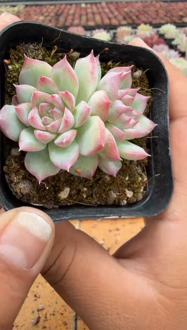 东云多肉园二店-310