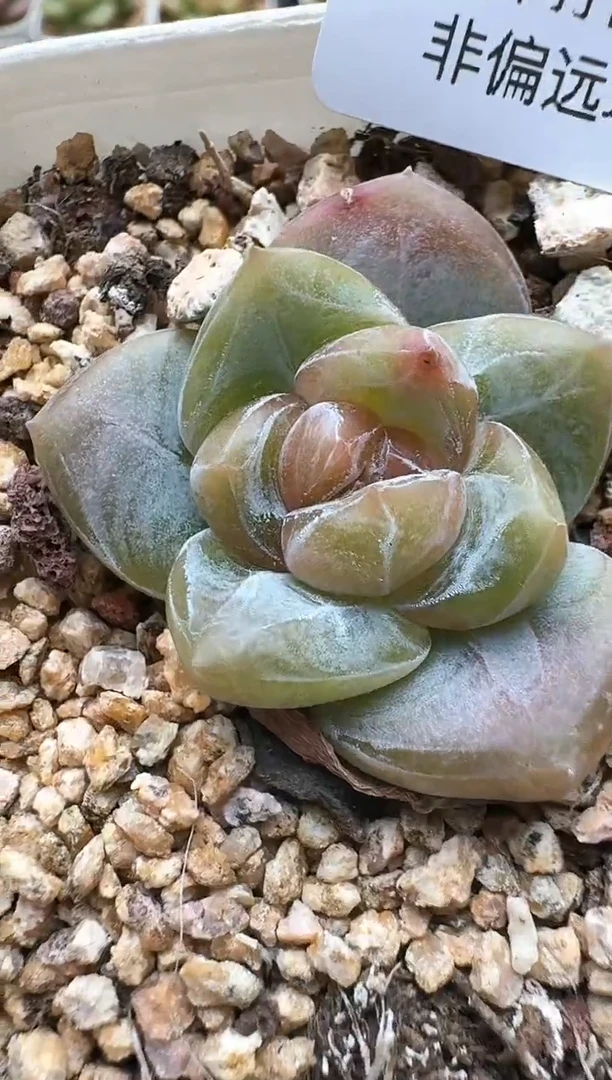 754D云禹多肉植物 带盆土纸巾打包 3颗包邮