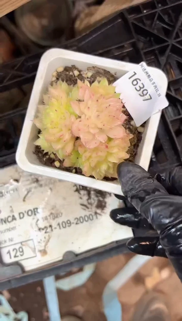 年*说多肉植物一物一拍16397