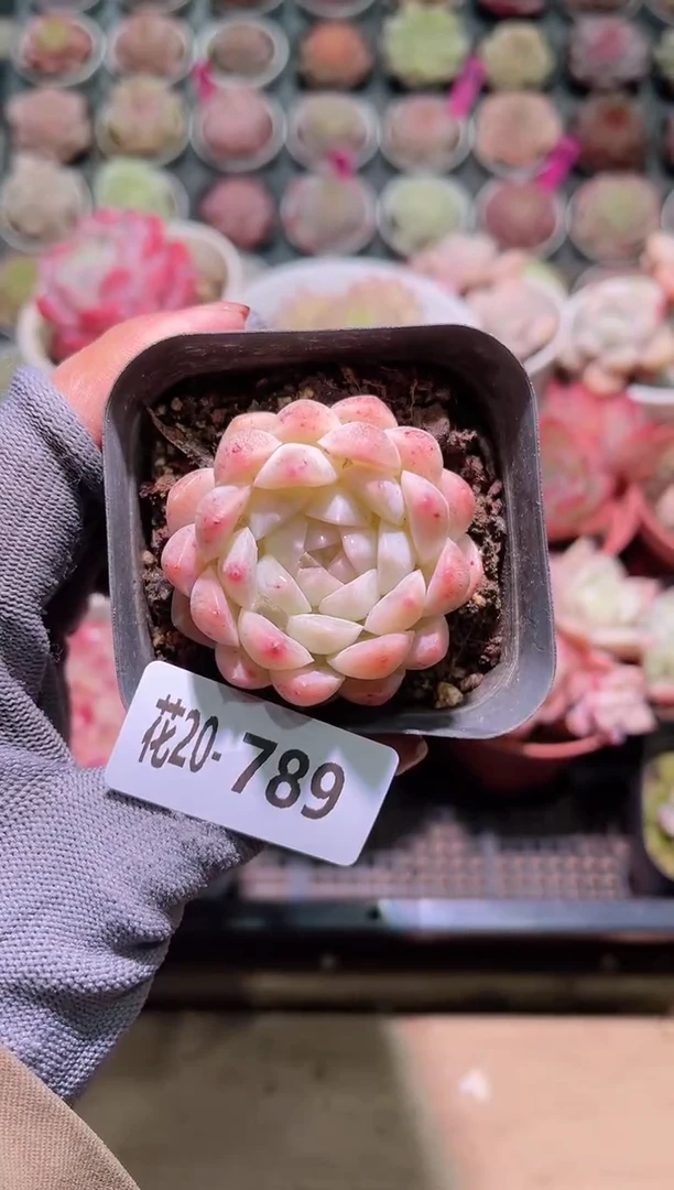 【闪购商品】20-789明月心