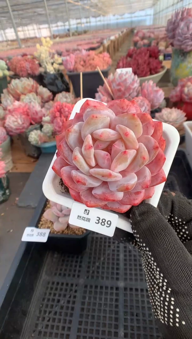 389韩橙多肉植物一物一拍