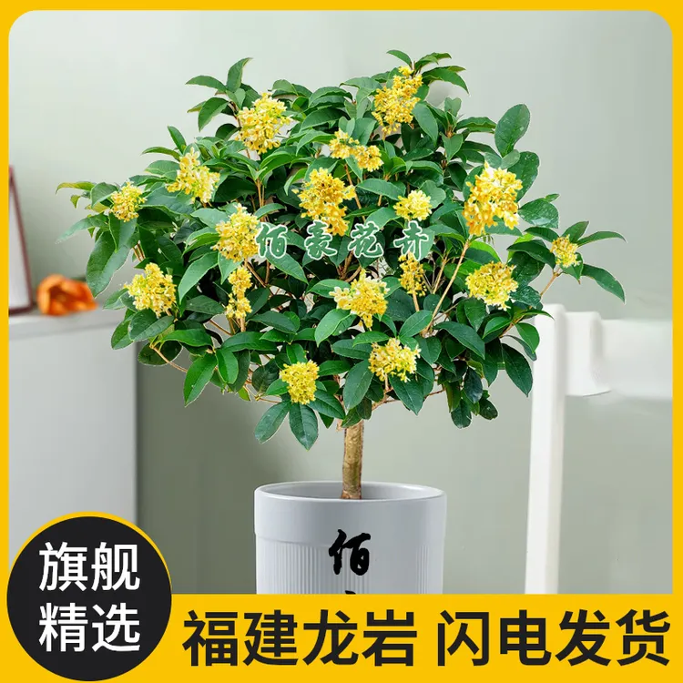 佰豪四季桂花盆栽浓香型绿植月月桂花期长室内阳台桂花树桂花盆栽