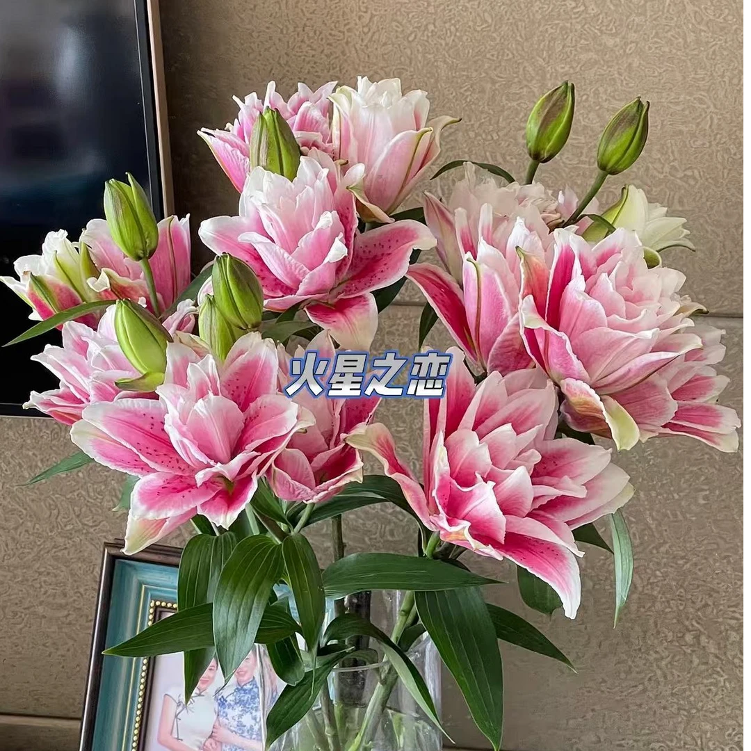 三头火星之恋重瓣百合5支--任意两单顺丰包邮[小王]