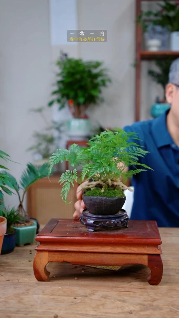完全开放半****蜜狼尾蕨276