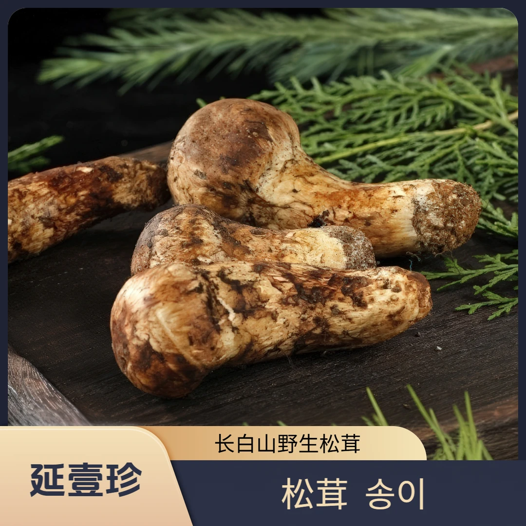 出口级新鲜野生松茸长白山菌菇特产礼盒装顺丰产地直发健康食材