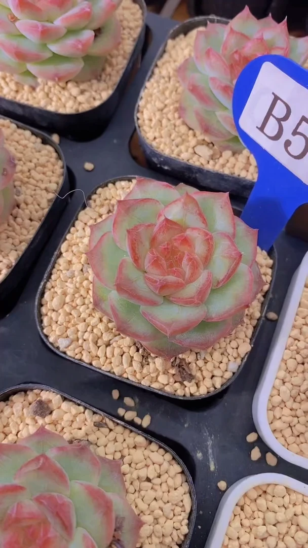 B51-女王香蜜（量拍）