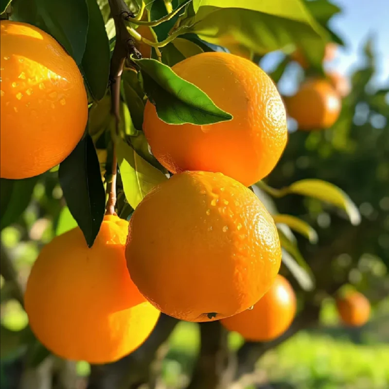 江西赣州新鲜应季赣南脐橙鲜嫩多汁香甜水果