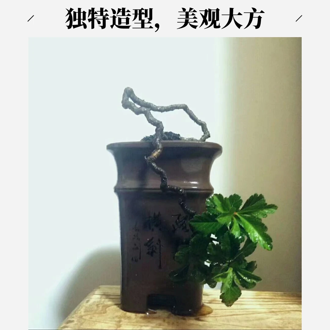 盆景素材小叶山里红山楂老桩根艺悬崖室内室外盆栽盆景绿植