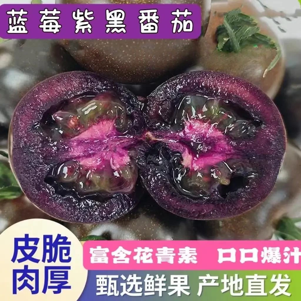 稀有品种】新鲜水果黑番茄珍珠小番茄花青素红素维生素孕妇水果GF