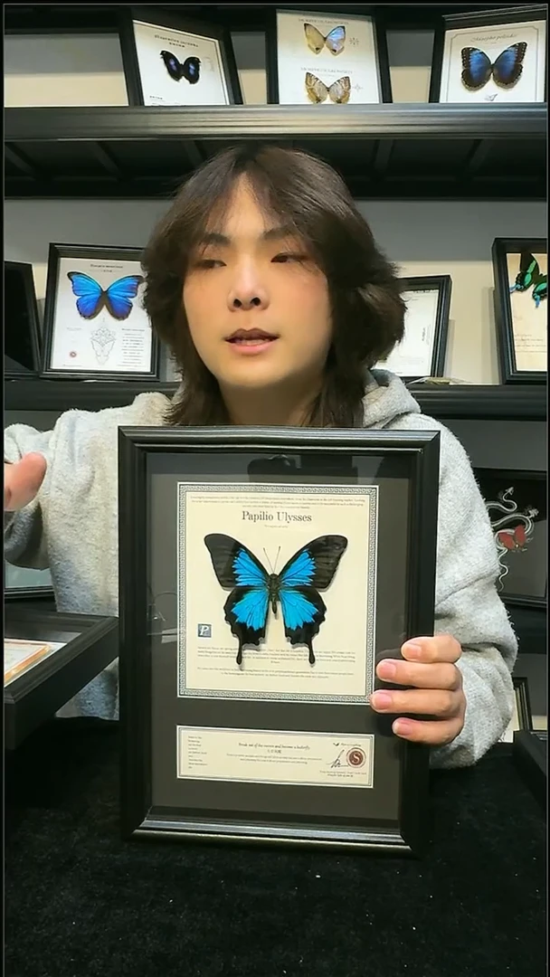 玻璃真实蝴蝶标本