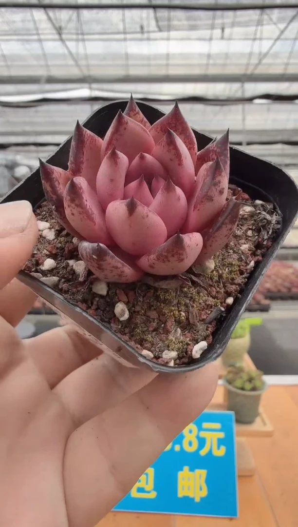 东云多肉园二店-327