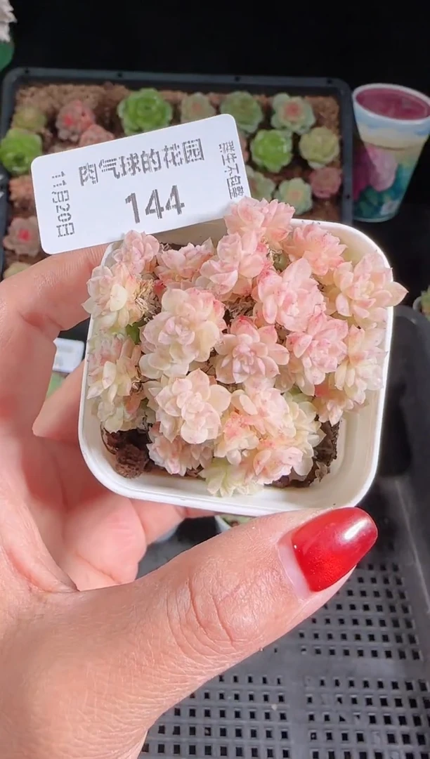 1120-144群生不包整