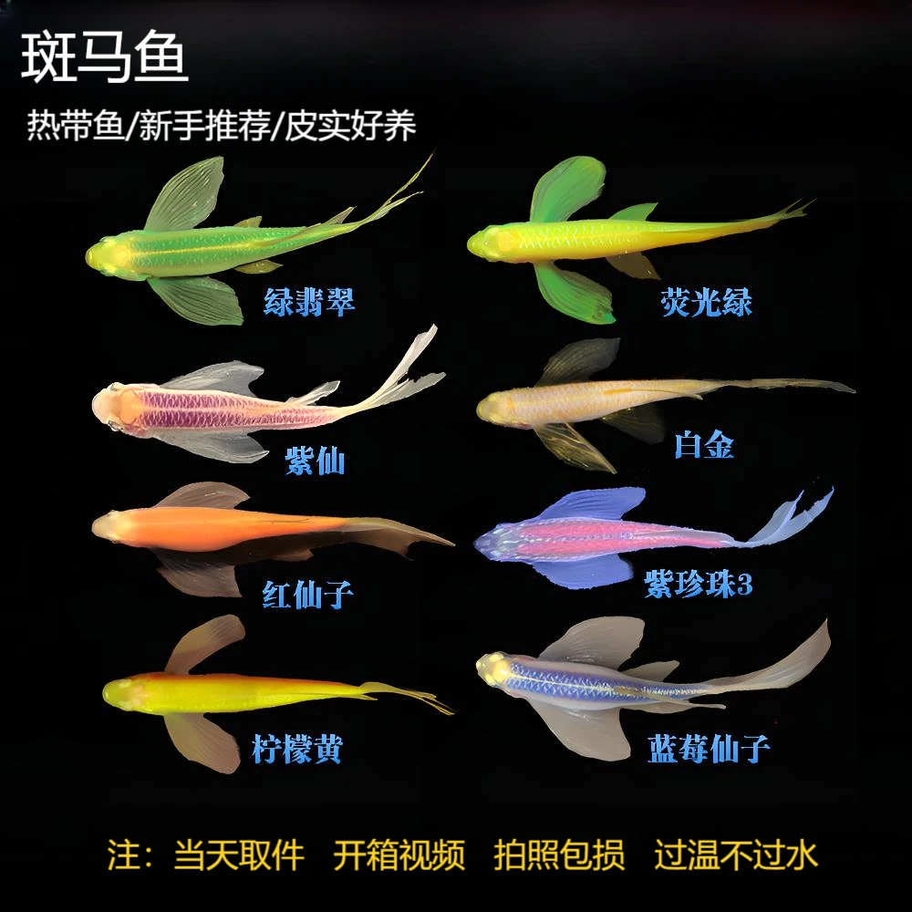 蝶翼斑马鱼热带小型观赏鱼淡水冷水鱼孔雀鱼灯科鱼耐寒好养活体鱼