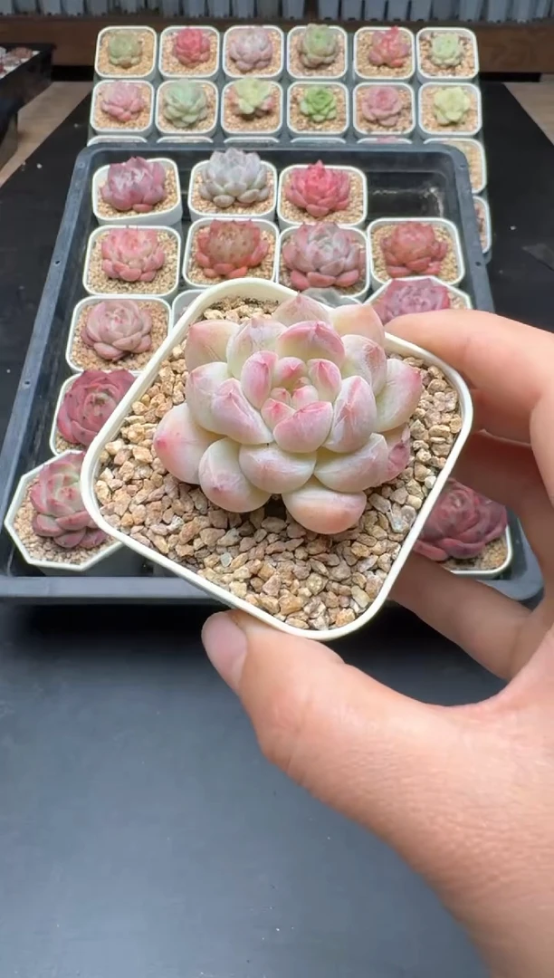 【闪购商品】901C物拍多肉带盆土6.5杯拍3颗包柚