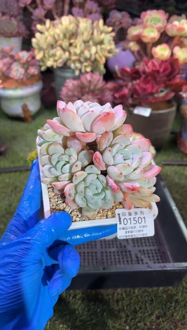 【闪购商品】01501