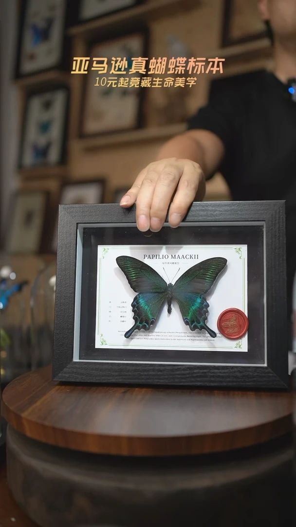 有机玻璃绿带翠凤蝶夏型8寸黑框国风版