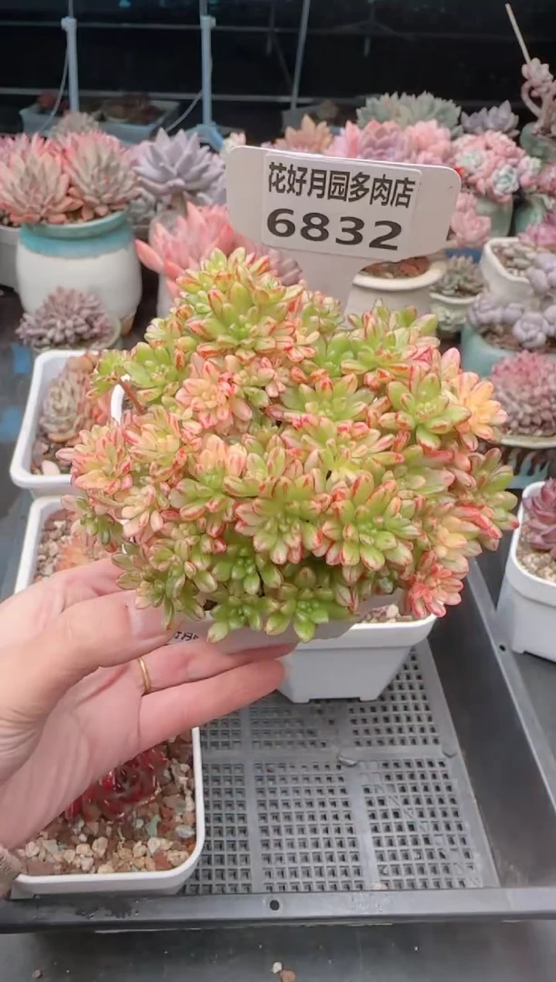 【闪购商品】6832.