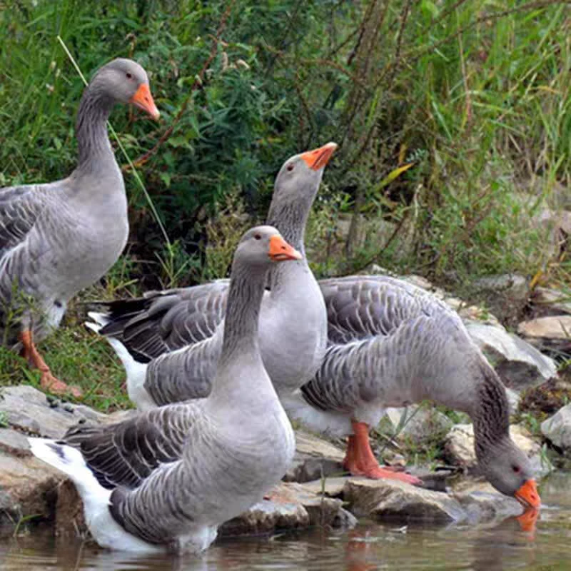 【京东顺丰】买1送1共2只毛重12斤带翅膀腿除舌头珍宰杀后8-9斤