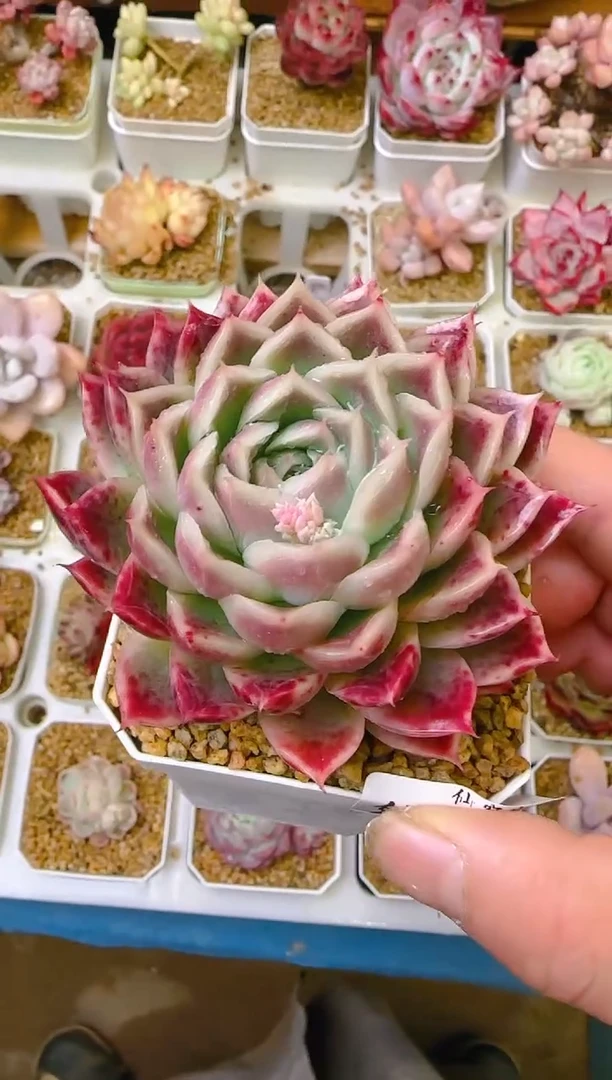 【闪购商品】凭—859—仙农（钻）