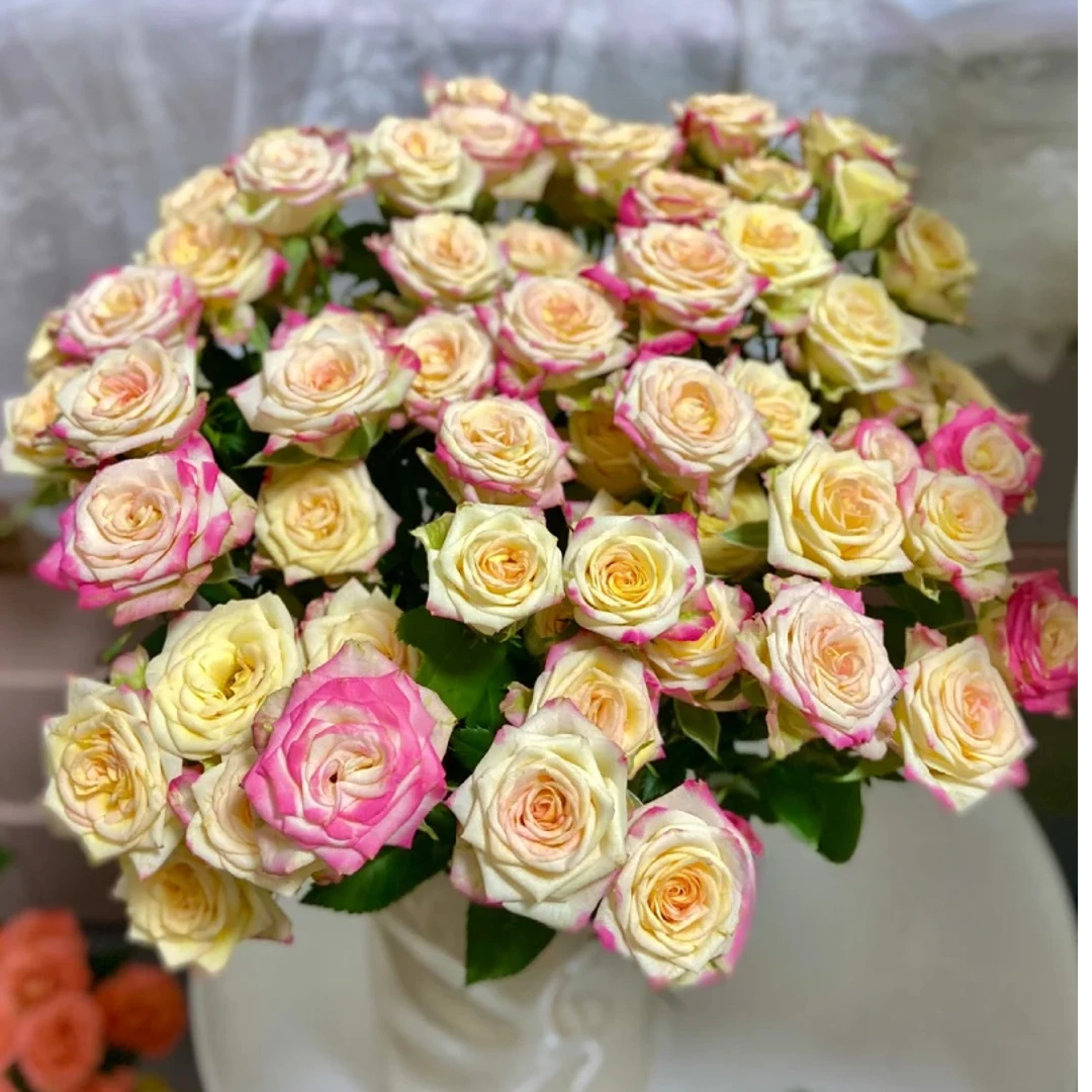 【烟花 多头玫瑰 鲜切花 】
