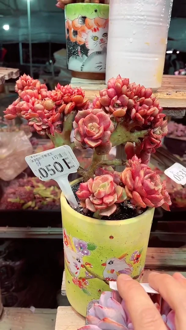 【闪购商品】050EEE