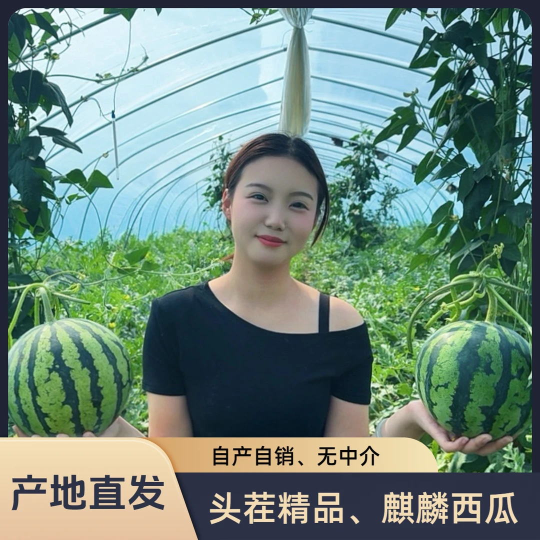 【京东包邮】头茬果、麒麟西瓜无籽、现摘现发、自家果园