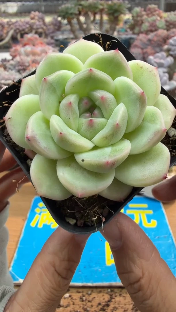 东云多肉园二店-487