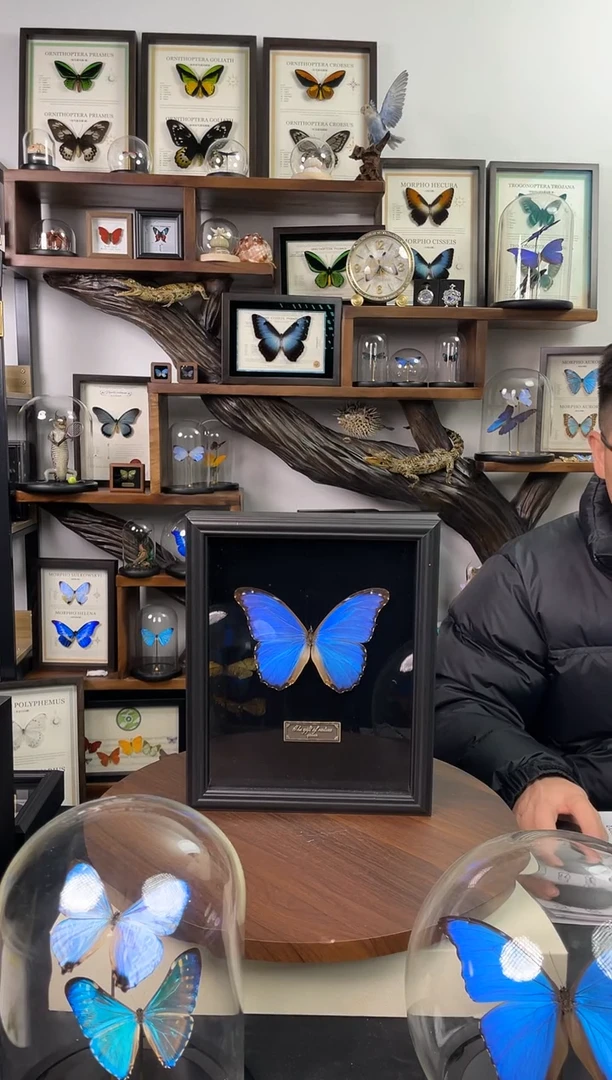 大蓝闪蝶-黑绒底版【10寸欧式框】微瑕