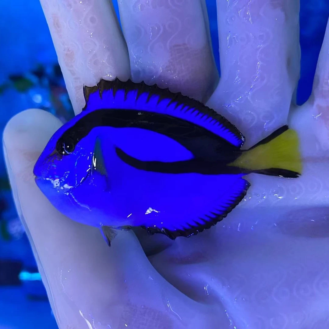 蓝吊 海水鱼 观赏鱼 售后需拍开箱视频