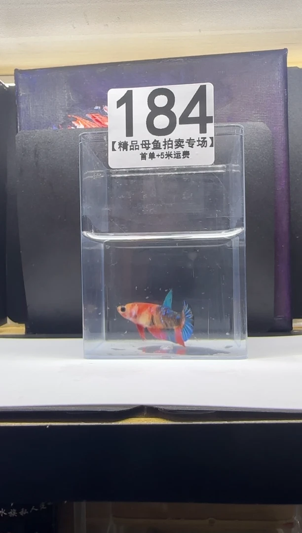 斗鱼母鱼编号：184