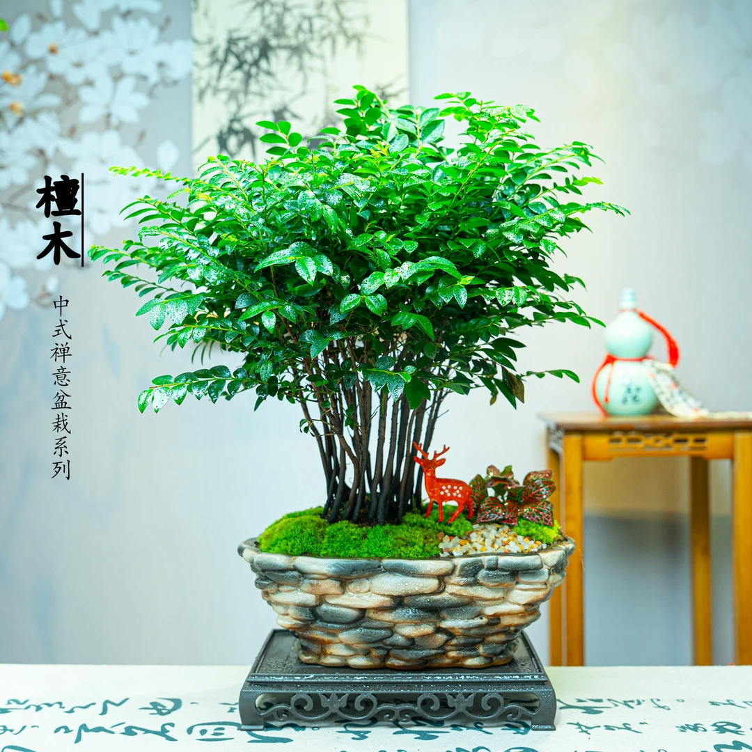 丛林款老桩小叶紫檀室内绿植盆栽净化空气桌面观叶绿植