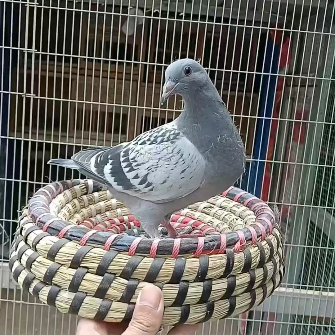 信鸽宠物鸽可爱鸽子