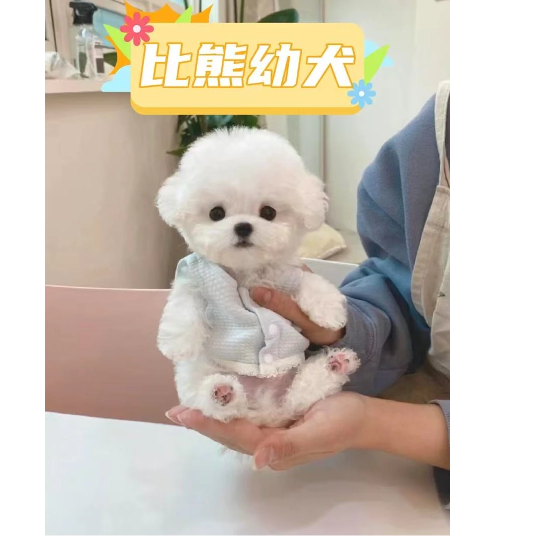 （娃娃家专属链接）门店自提韩系棉花糖比熊狗狗活体