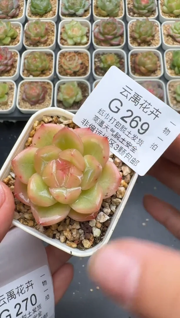 269G云禹多肉植物 脱土纸巾打包 3颗包邮