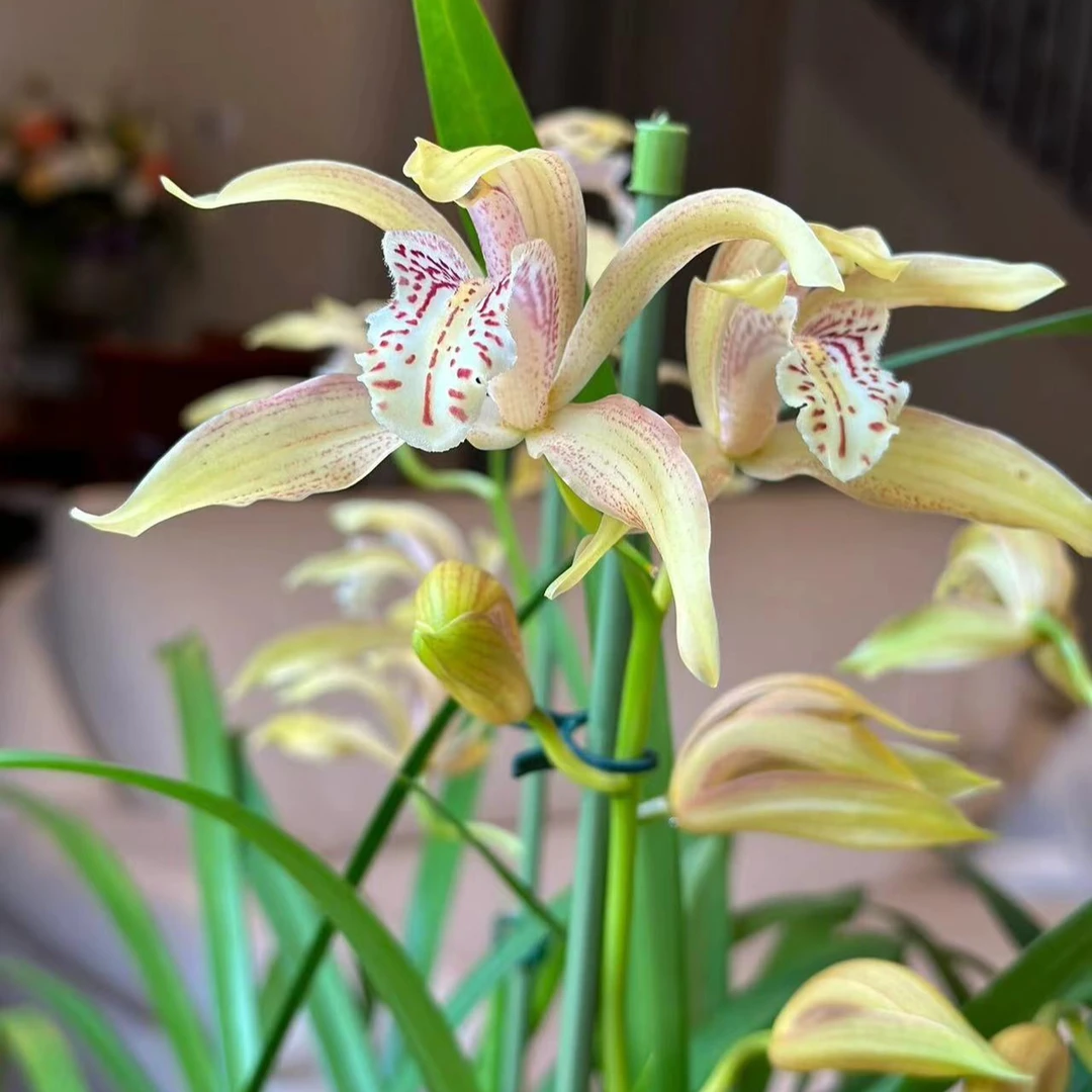 云南滇缅花卉（自选链接）好看奇花异草浓香好闻漂亮好养多花