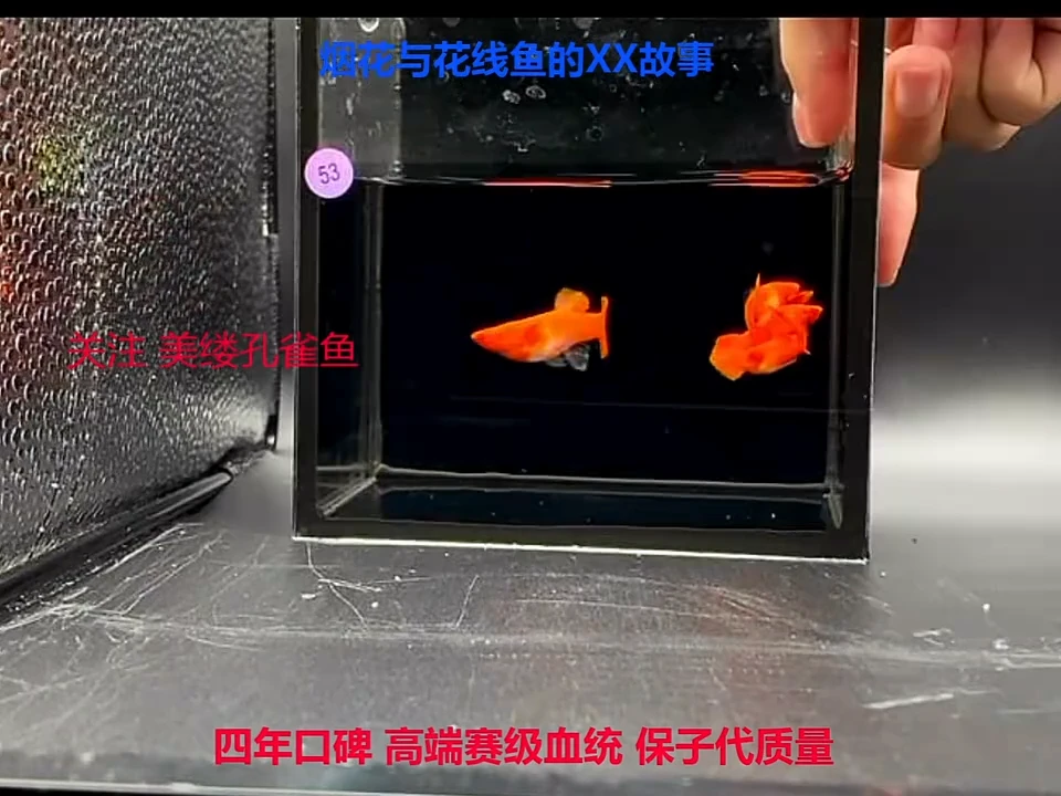 孔雀鱼鸿运当头2对