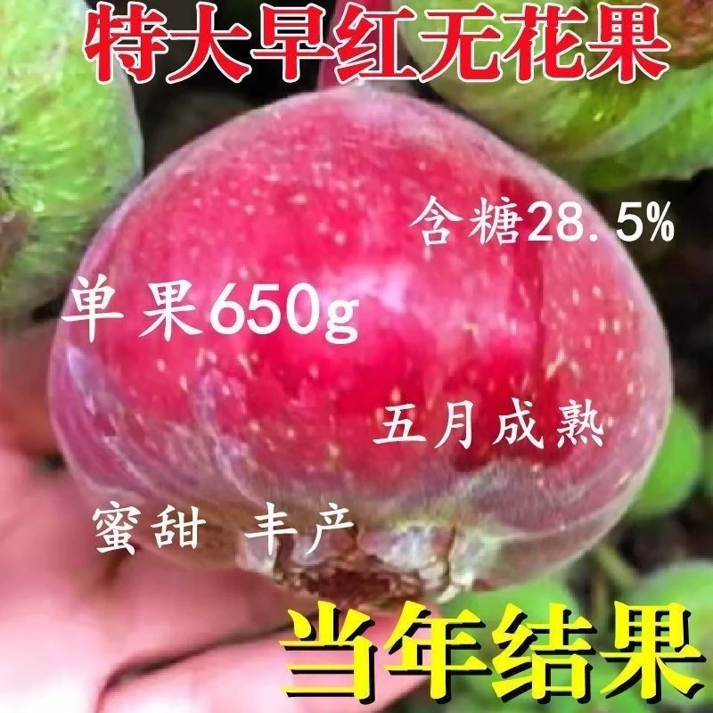 特大无花果树苗嫁接早熟苗南方北方种植盆栽地栽当年结果树苗