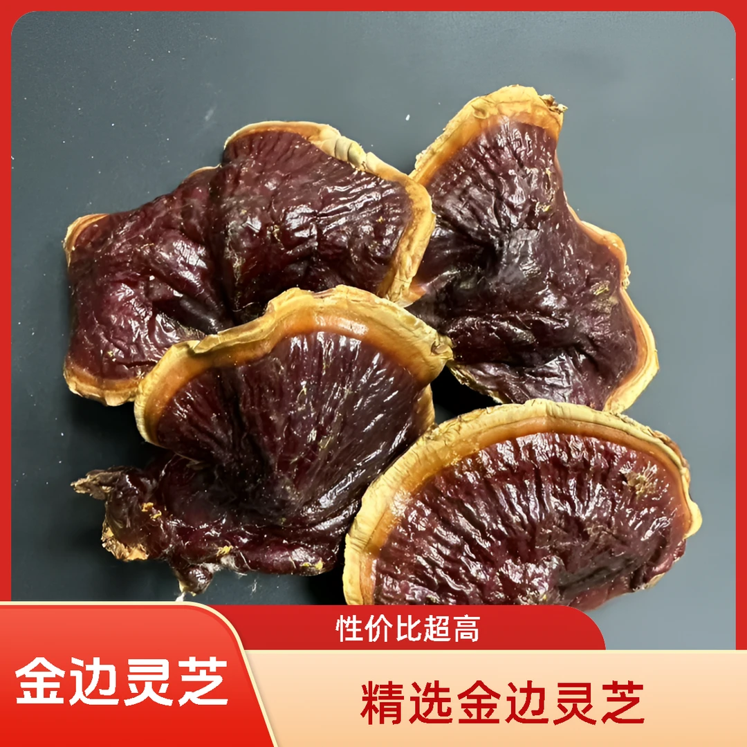 正宗金边灵芝仙草菌香甘甜可泡茶煲汤煮水的美味灵芝种植灵芝