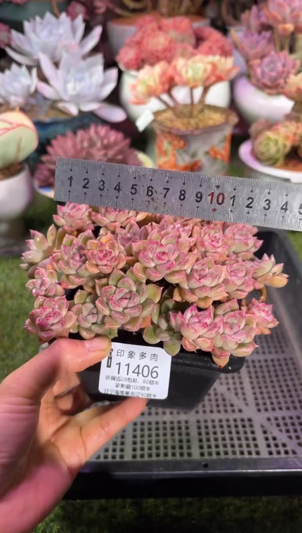 【闪购商品】11406