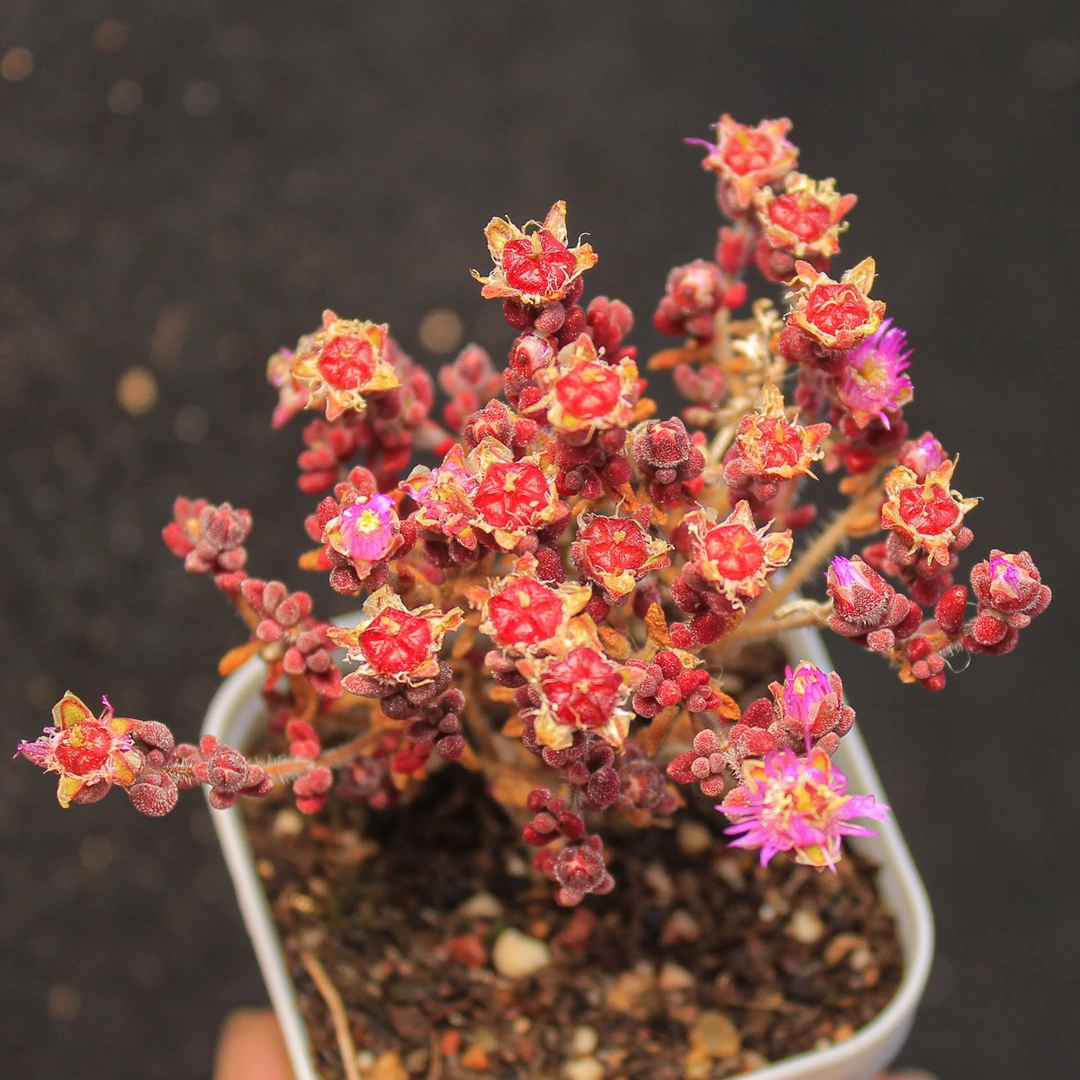 红宝石枝干番杏多肉植物