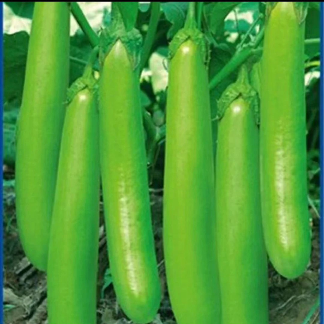 【满5包包邮】多品种各类茄子种子四季种植田园庭院种植