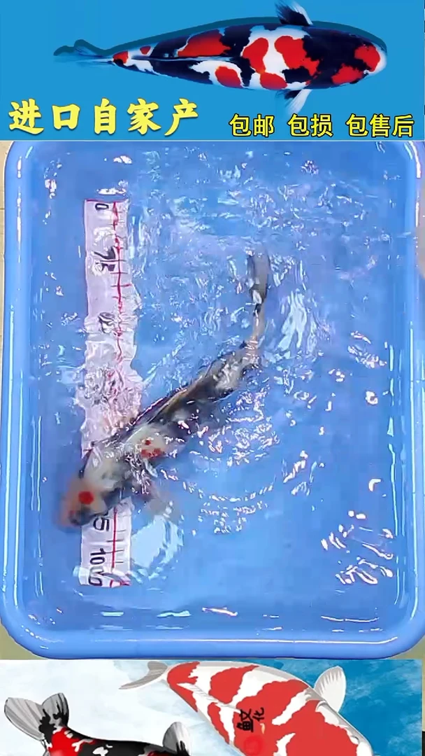 锦鲤2025/12 /28悦鲤阁甄选锦鲤--59