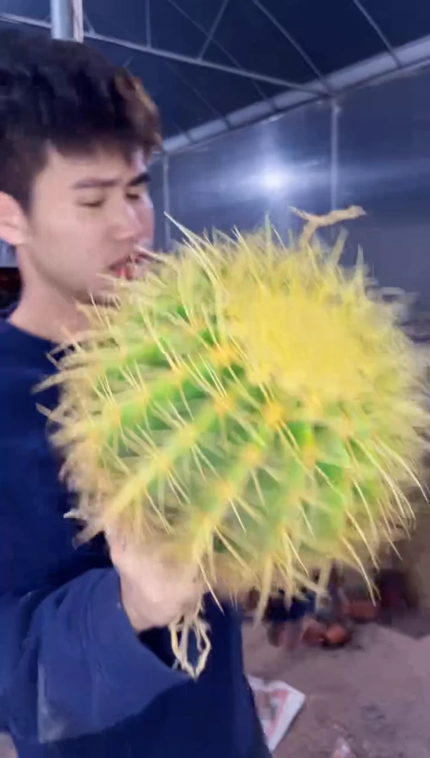 【闪购商品】实生根 金虎 13-15cm