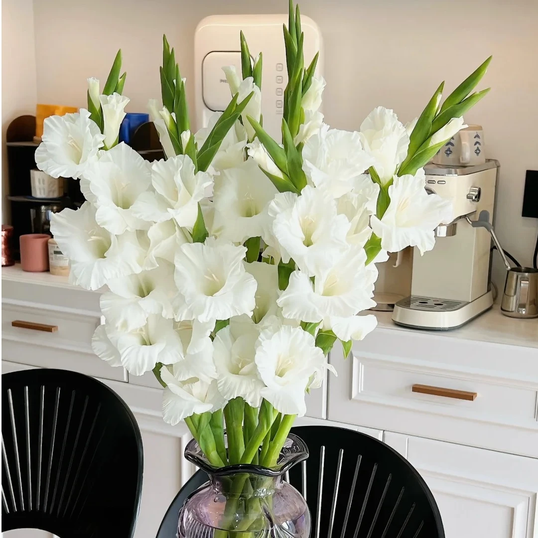 【冰岛白】剑兰高品质云南鲜花一单包邮包邮 发货后不支持退款