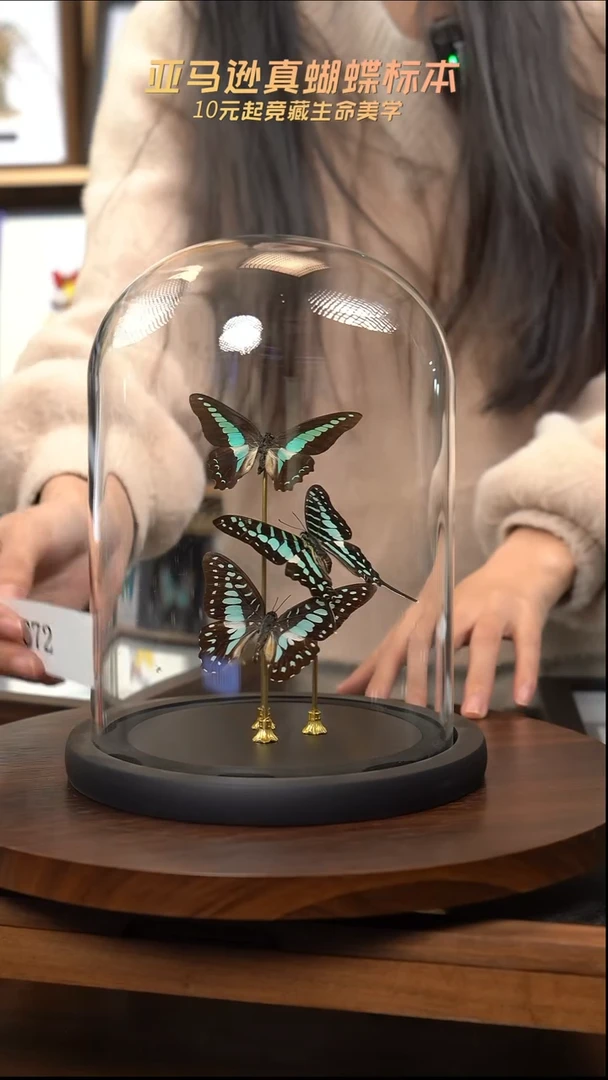 蝴蝶标本摆件竞拍c72