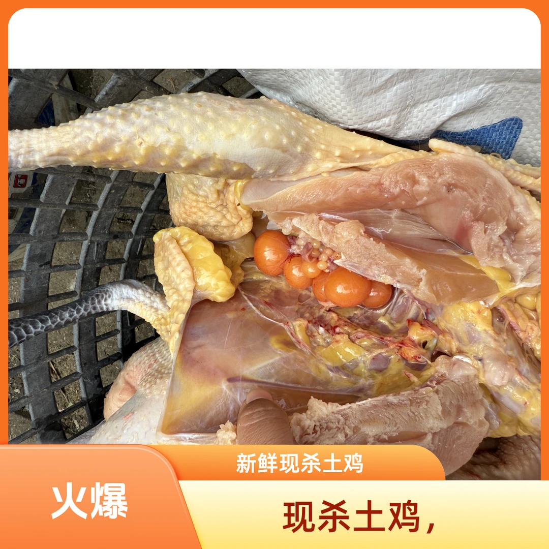 280天以上现杀土鸡